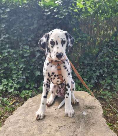 Hundetreffen-Wer hat Lust auf ein Spaziergang-Bild