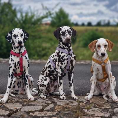 Hundetreffen-Spaziergang und Spielen-Bild