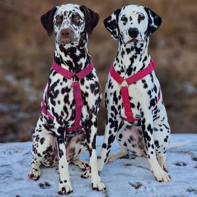 Hundetreffen-Spaziergang und Spielen-Bild