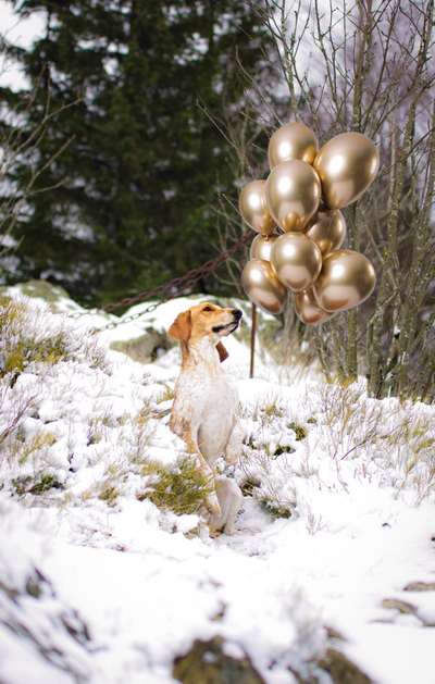 Dogorama Photo Challenge: Ein Bild zum 4. Geburtstag-Beitrag-Bild