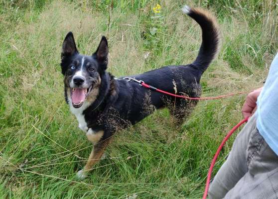 Nordische Hütehunde - Husky-Schäferhund-Mixe und ähnliches-Beitrag-Bild