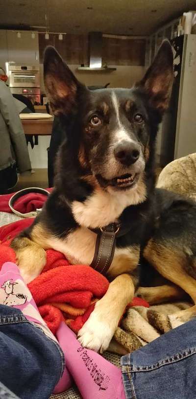 Alles rund um den Schäferhund, diskutieren erwünscht.-Beitrag-Bild