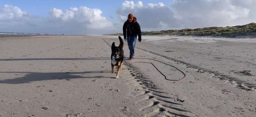Ostfriesische Inseln mit Hund?-Beitrag-Bild