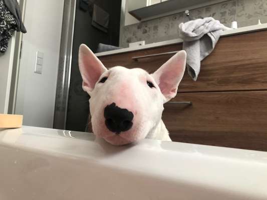 Dogorama-Monats-Challenge-Mai "Wasser"-Beitrag-Bild