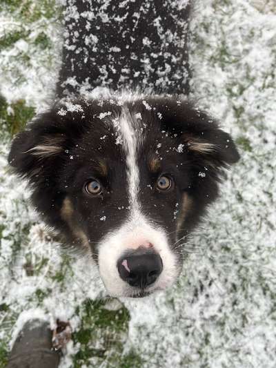 Dogorama Photo Challenge - Winterstimmung-Beitrag-Bild