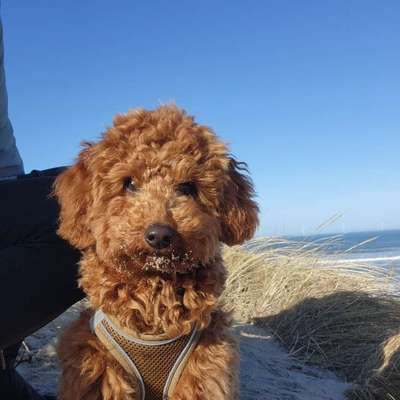 Hundetreffen-Junghunde / kleine Hunde Spiel/Spaziergang-Bild