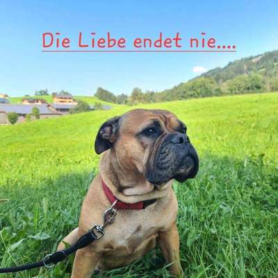 Unsere Fellnasen im Regenbogenland-Beitrag-Bild