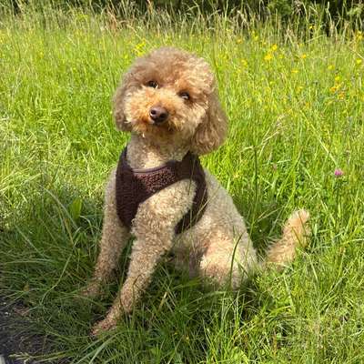 Hundetreffen-Playdate/Gassirunde-Bild