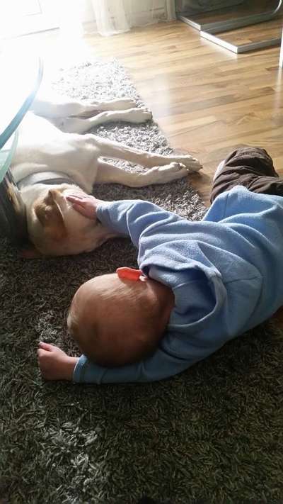 Tipps, Tricks, Klatsch und Tratsch über den Labrador-Beitrag-Bild