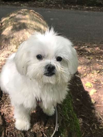 Malteser-Beitrag-Bild