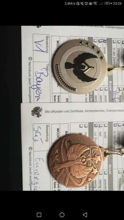 Holländischer Schäferhund ...(frage hie auf bitte von Bekannten)-Beitrag-Bild