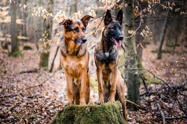 Alles rund um den Schäferhund, diskutieren erwünscht.-Beitrag-Bild