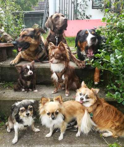 Dein Hund im Dogorama-Kalender 2021-Beitrag-Bild