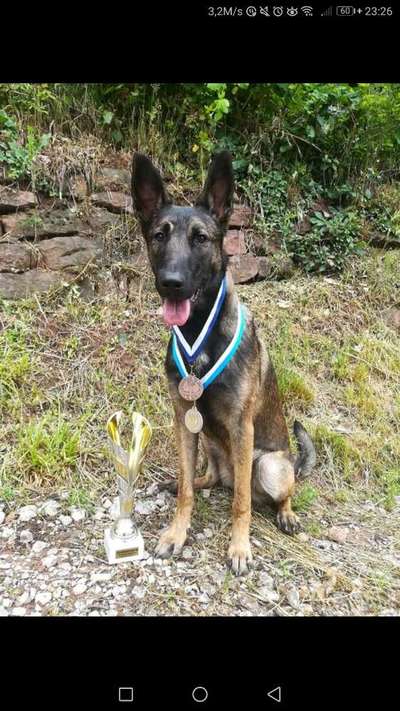 Holländischer Schäferhund ...(frage hie auf bitte von Bekannten)-Beitrag-Bild