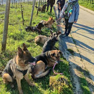 Hundetreffen-Social Walk/ Training/ UO-Bild