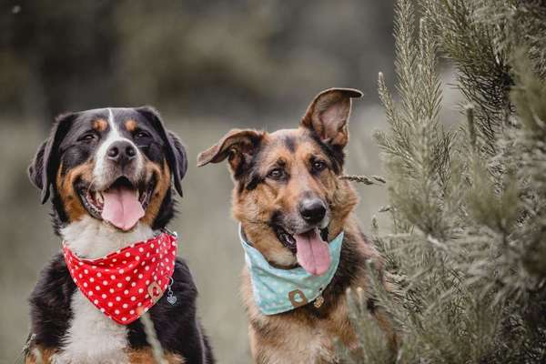 Dein Hund im Dogorama-Kalender 2021-Beitrag-Bild