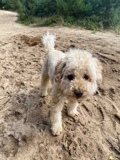 Alles rund um den Pudel-Beitrag-Bild