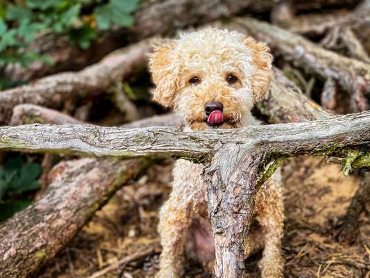 Dogorama Photo Challenge - Versteckspiel-Beitrag-Bild