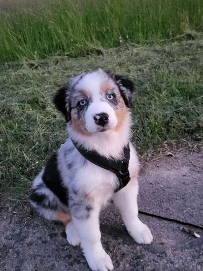 Welpen Bilder !-Beitrag-Bild