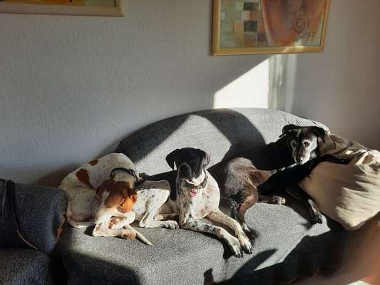 Australian Cattle Dog-Beitrag-Bild