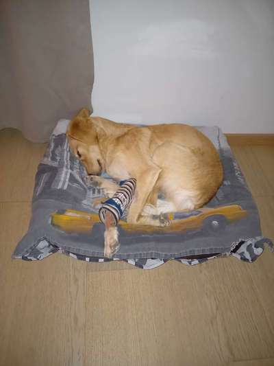 Windhunde - Treffen der besonderen Schönheiten
HERZLICH WILLKOMMEN-Beitrag-Bild