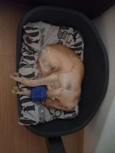 Windhunde - Treffen der besonderen Schönheiten
HERZLICH WILLKOMMEN-Beitrag-Bild