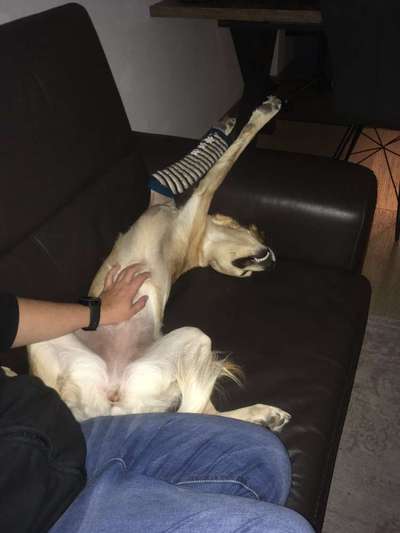 Windhunde - Treffen der besonderen Schönheiten
HERZLICH WILLKOMMEN-Beitrag-Bild