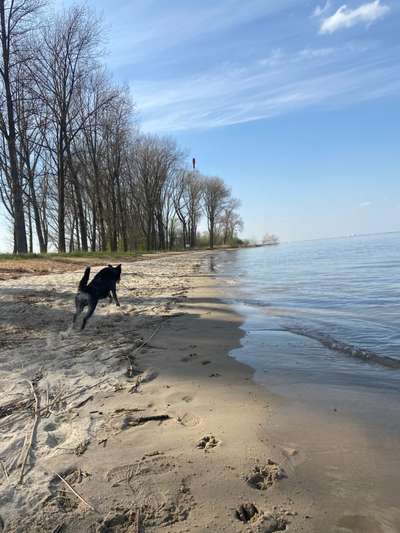 Dogorama-Monats-Challenge-Mai "Wasser"-Beitrag-Bild