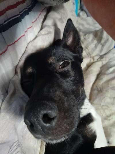 Jack Russell Terrier-Beitrag-Bild