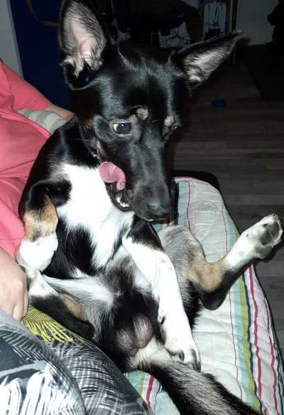 Zeigt eure verrücktesten Hundebilder-Beitrag-Bild