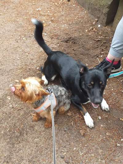 Bester Freund, Hundekumpel - zeigt her!-Beitrag-Bild