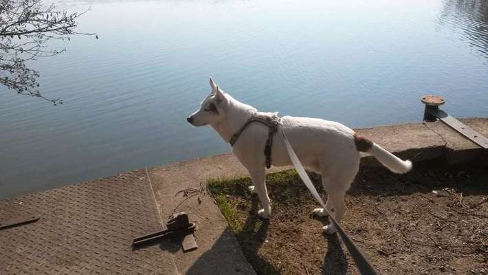 Mischlinge - die beste Rasse die es gibt-Beitrag-Bild