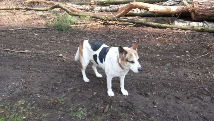 Mischlinge - die beste Rasse die es gibt-Beitrag-Bild