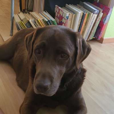 Hundetreffen-Spielen und toben-Bild