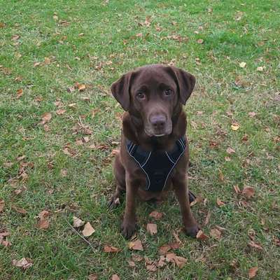 Hundetreffen-Spielen in Jena-ost-Bild