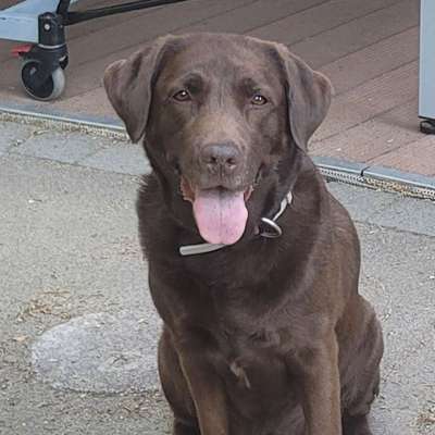 Hundetreffen-Spielen und toben-Profilbild