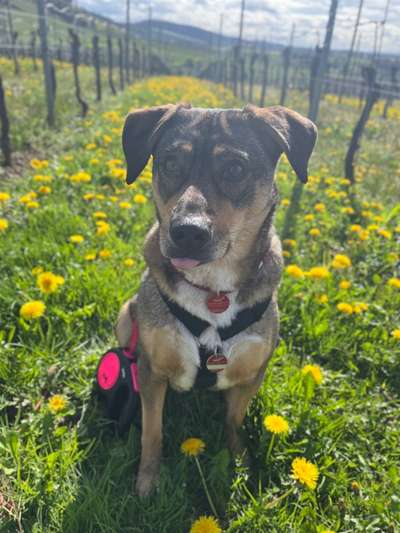 TierschutzhundeStammtisch🐕-Beitrag-Bild