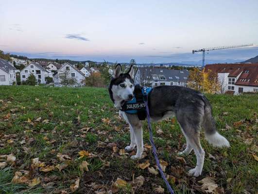 Hundetreffen-Hundebegegnungen trainieren-Bild