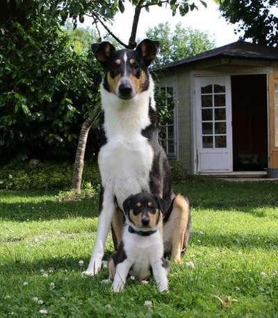 Smooth Collie oder kurzhaariger Collie-Beitrag-Bild
