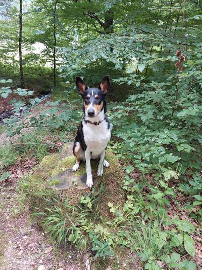 Smooth Collie oder kurzhaariger Collie-Beitrag-Bild