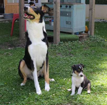 Smooth Collie oder kurzhaariger Collie-Beitrag-Bild