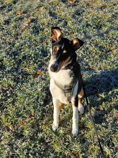 Smooth Collie oder kurzhaariger Collie-Beitrag-Bild
