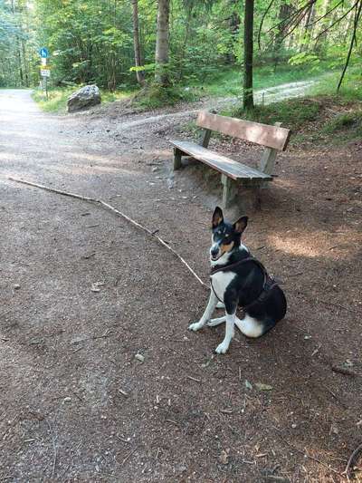 Knüppel aus dem Wald Foto Wettbewerb-Beitrag-Bild