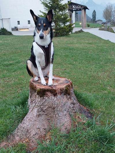 Smooth Collie oder kurzhaariger Collie-Beitrag-Bild