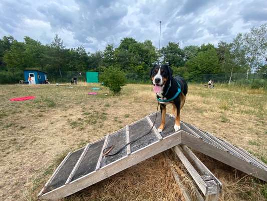 Hundetreffen-Großer Sennenhund sucht Spielgefährte auf Augenhöhe-Bild