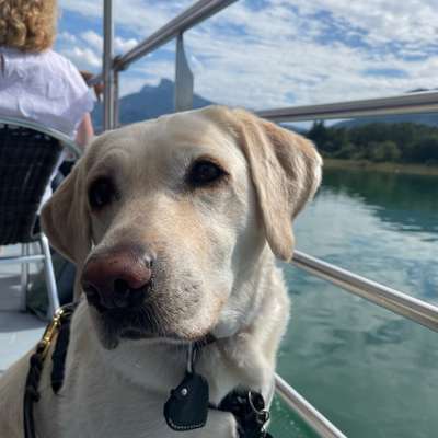 Hundetreffen-Gassipartner gesucht-Bild