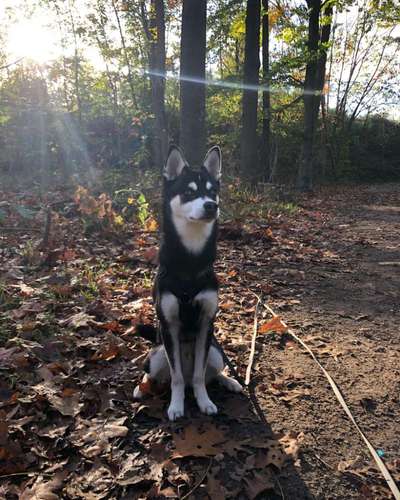 Nordische Hunde-Beitrag-Bild