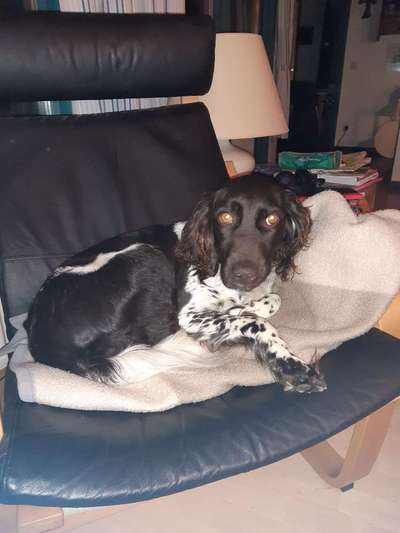 Kleiner Münsterländer!-Beitrag-Bild