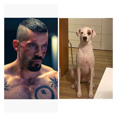 Wie heißt dein Hund?-Beitrag-Bild