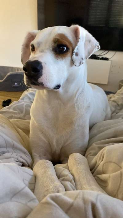 Wie heißt dein Hund?-Beitrag-Bild